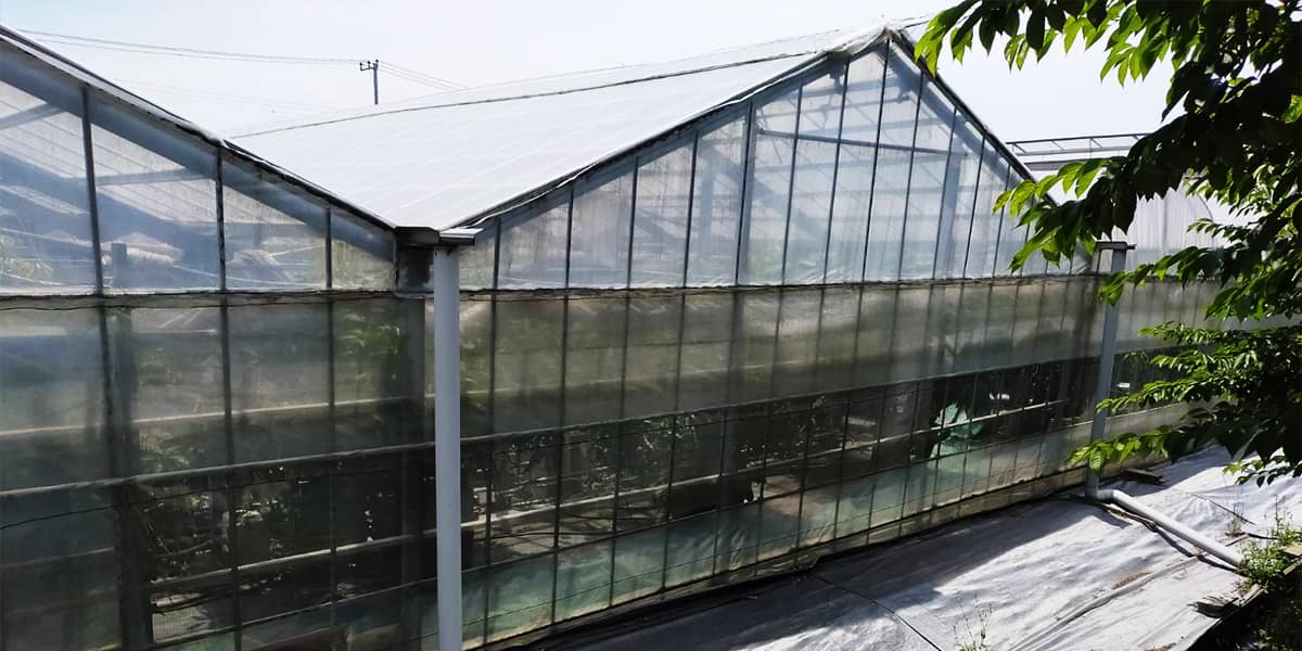 クリーンルームで栽培