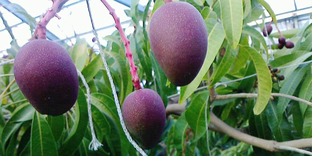 安心な国産マンゴー