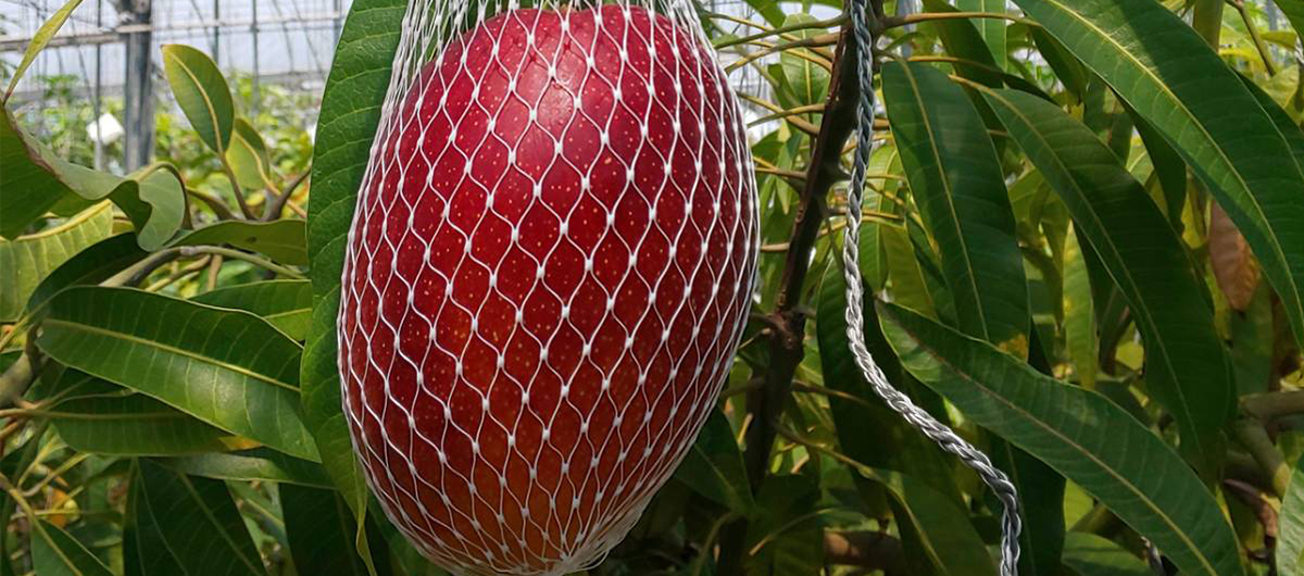 マンゴーのこだわり